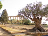 Tempio di Era e albero secolare