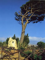ALBERO LUIGI PIRANDELLO