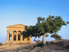 Concordia Tempel und Feigen baum