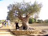Albero secolare di olivo