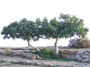 alberi di Fico  