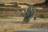 pianta di agave