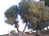 albero nella Valle dei Templi