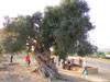 Albero secolare di olivo
